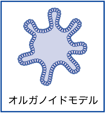 オルガノイドモデル オルガノイドモデル