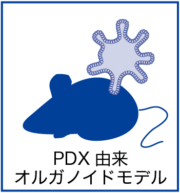 PDX由来オルガノイドモデル PDX由来オルガノイドモデル